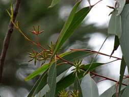 Image of blue-leaf stringybark