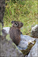 Image of Alpine Pika