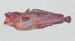 Image of Southern bastard codling