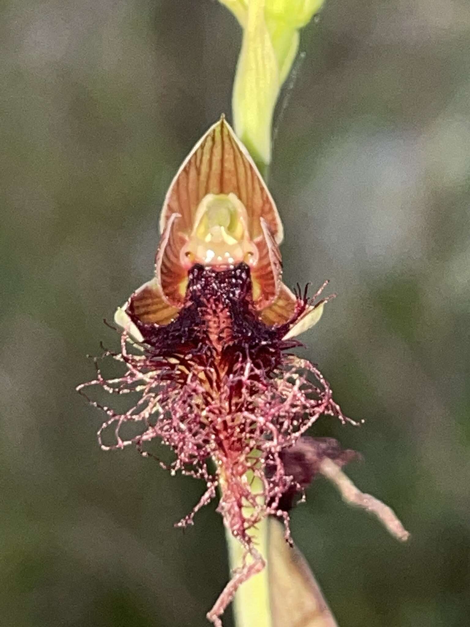 Imagem de Calochilus gracillimus Rupp