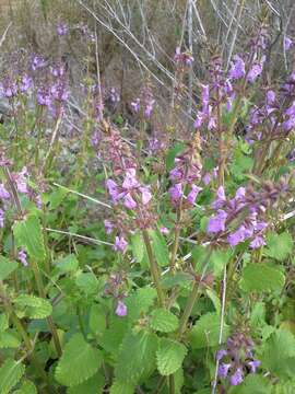 Image of PInk Mint