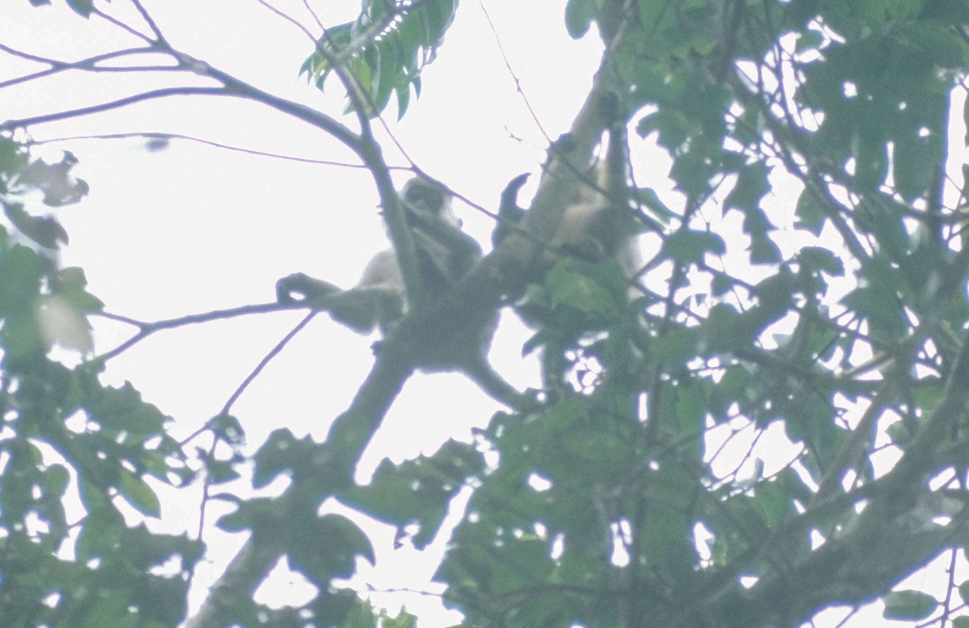 Image of Collared Mangabey