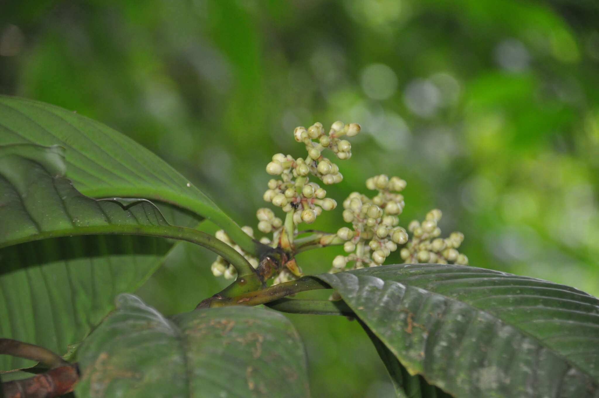 Image of Chrysochlamys grandifolia (L. O. Williams) B. E. Hammel