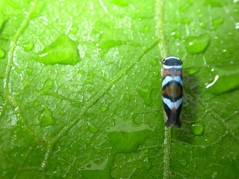 Image of Macugonalia moesta (Fabricius 1803)