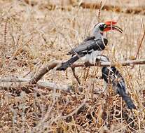 Image of Von der Decken's Hornbill