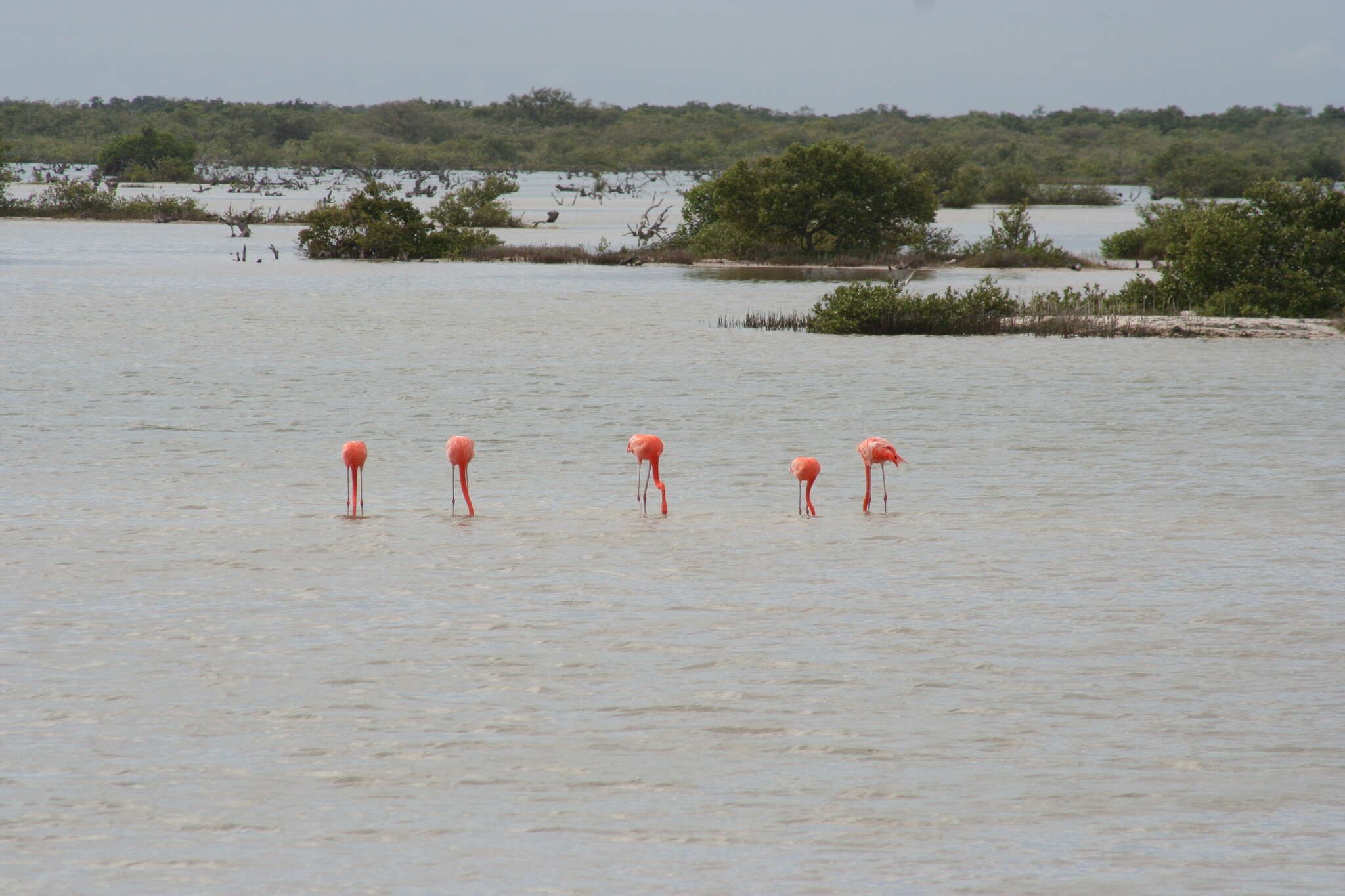 Imagem de Phoenicopterus ruber Linnaeus 1758