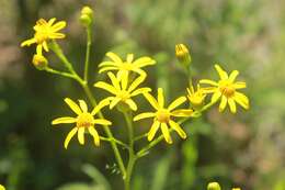 Image of Brewer's ragwort