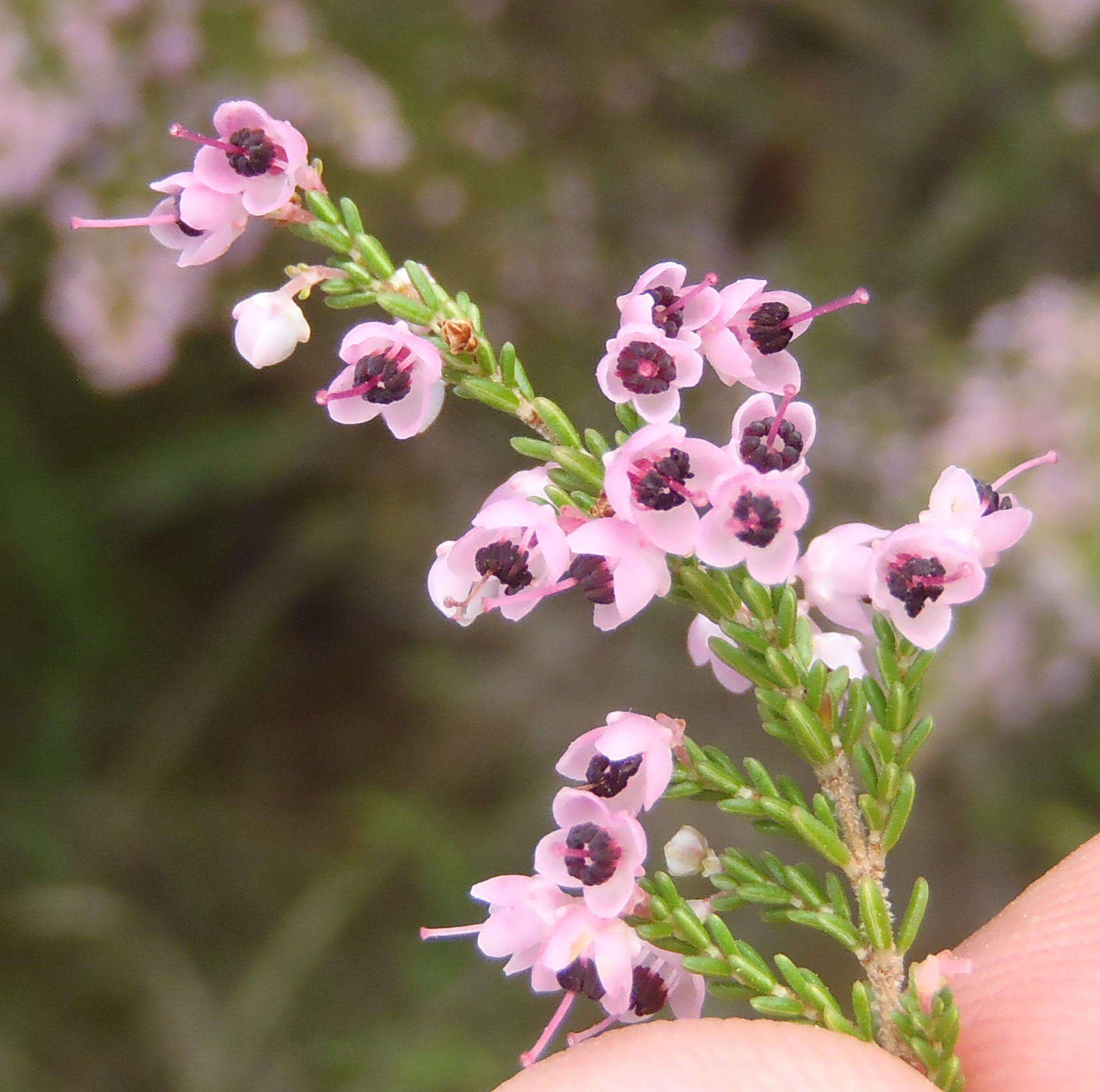 Image of hairy grey heather