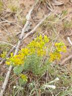 Image of Pimelea curviflora R. Br.