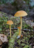 Image of Entoloma unicolor (Peck) Hesler 1967