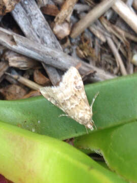 Image of Cabbage Webworm Moth