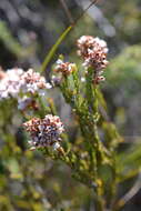 Image of Erica articularis var. articularis