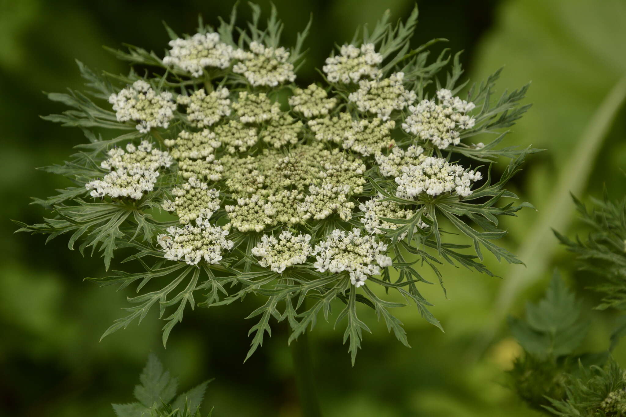 Selinum vaginatum (Edgew.) C. B. Cl. resmi