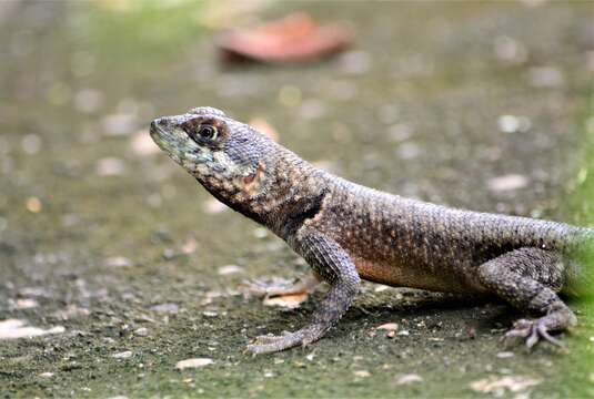 Image of Tropidurus oreadicus Rodrigues 1987