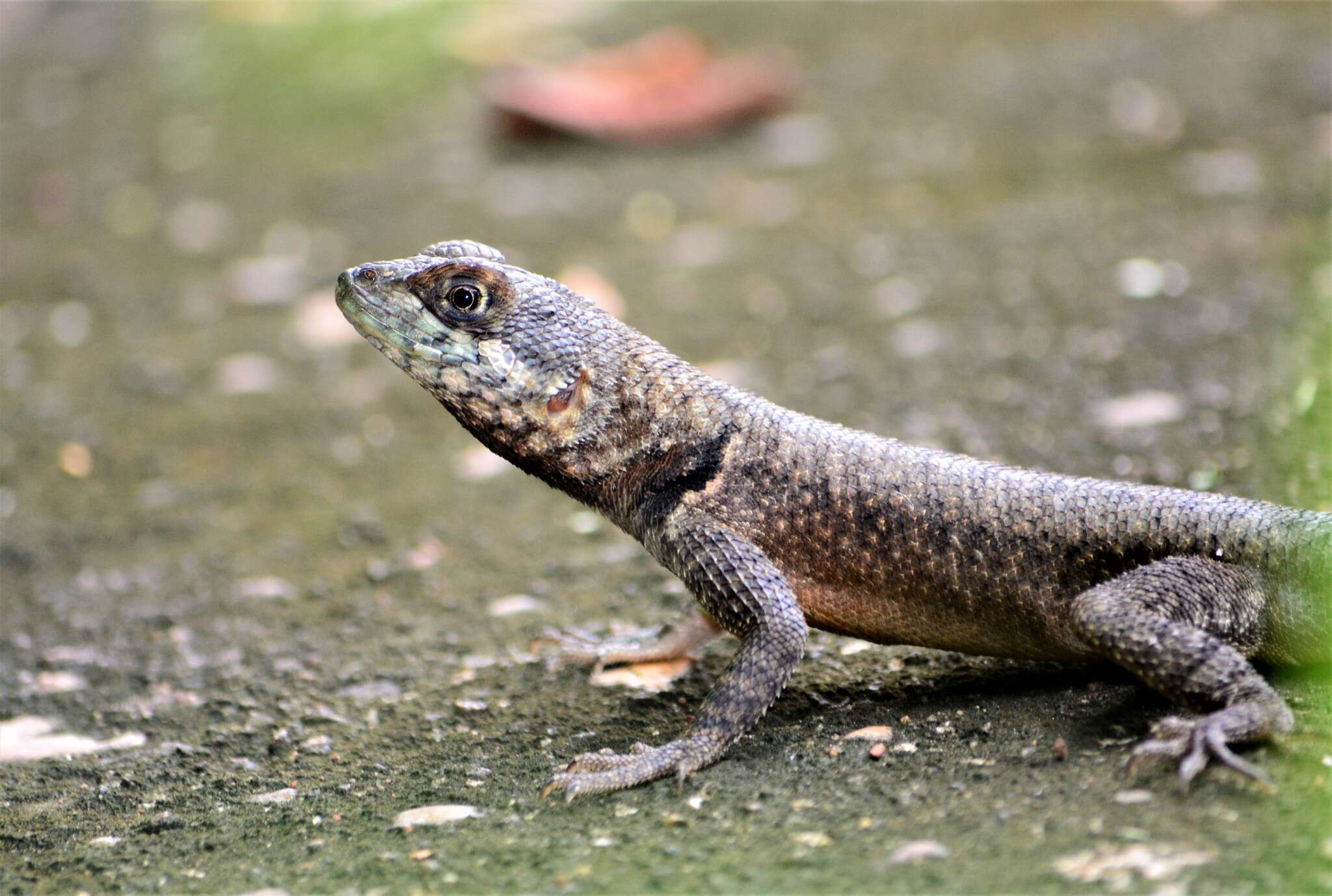 Plancia ëd Tropidurus oreadicus Rodrigues 1987