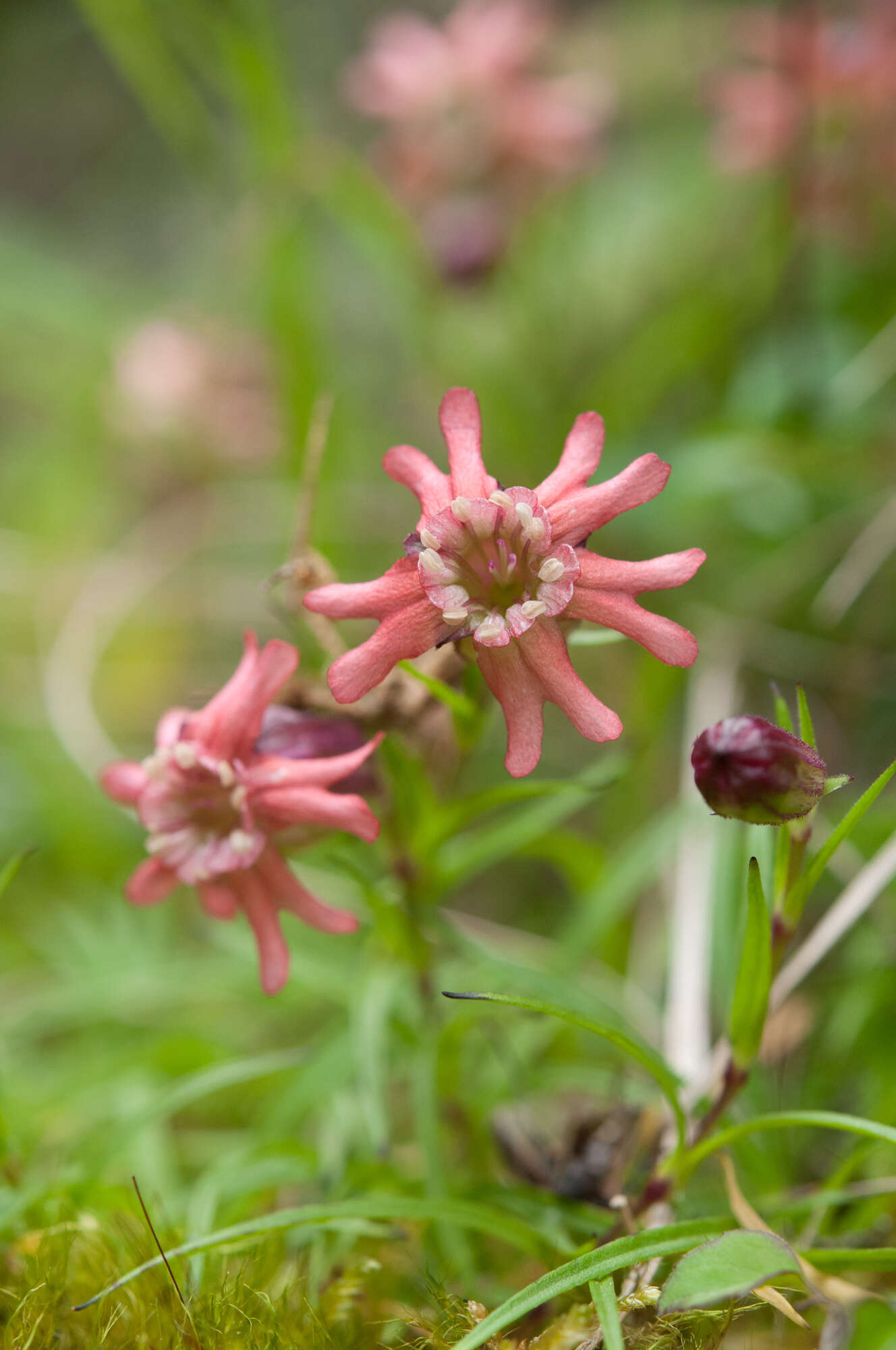 Image of Silene morrisonmontana (Hayata) Ohwi & H. Ohashi