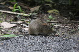 Image of Southern Cotton Rat