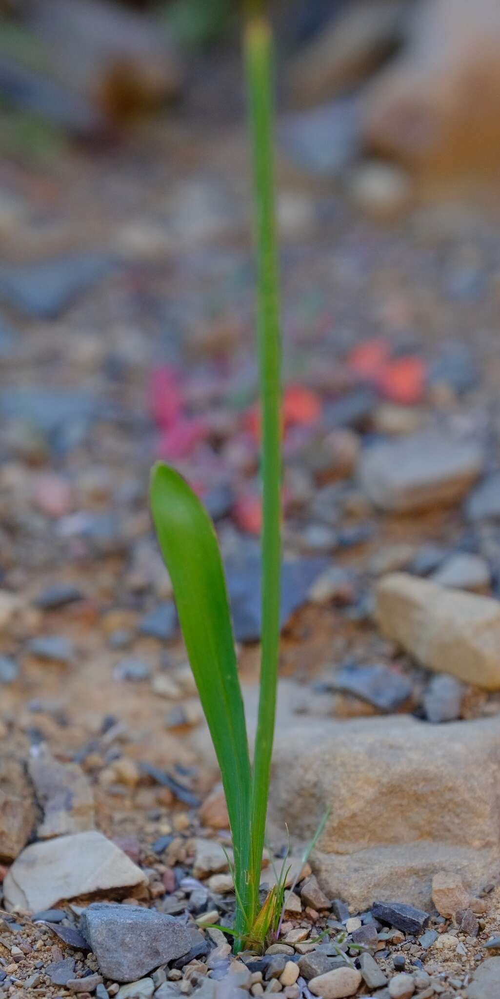 Image of Ixia rapunculoides Redouté