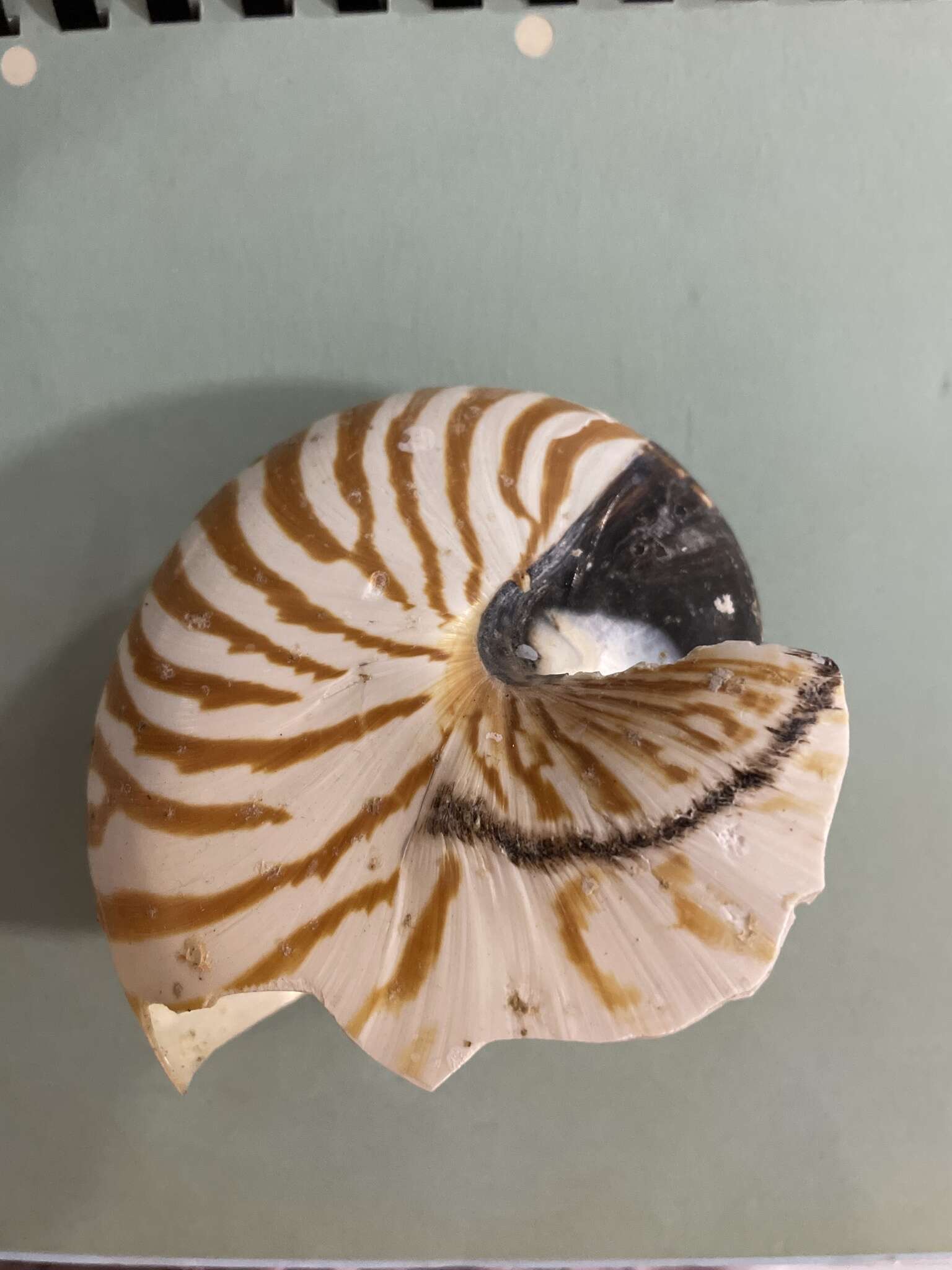 Plancia ëd Nautilus pompilius Linnaeus 1758