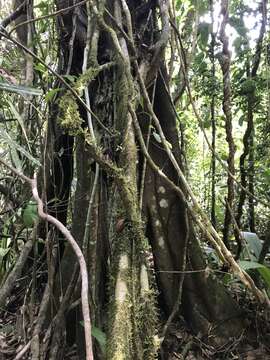 Image of Ficus popenoei Standl.