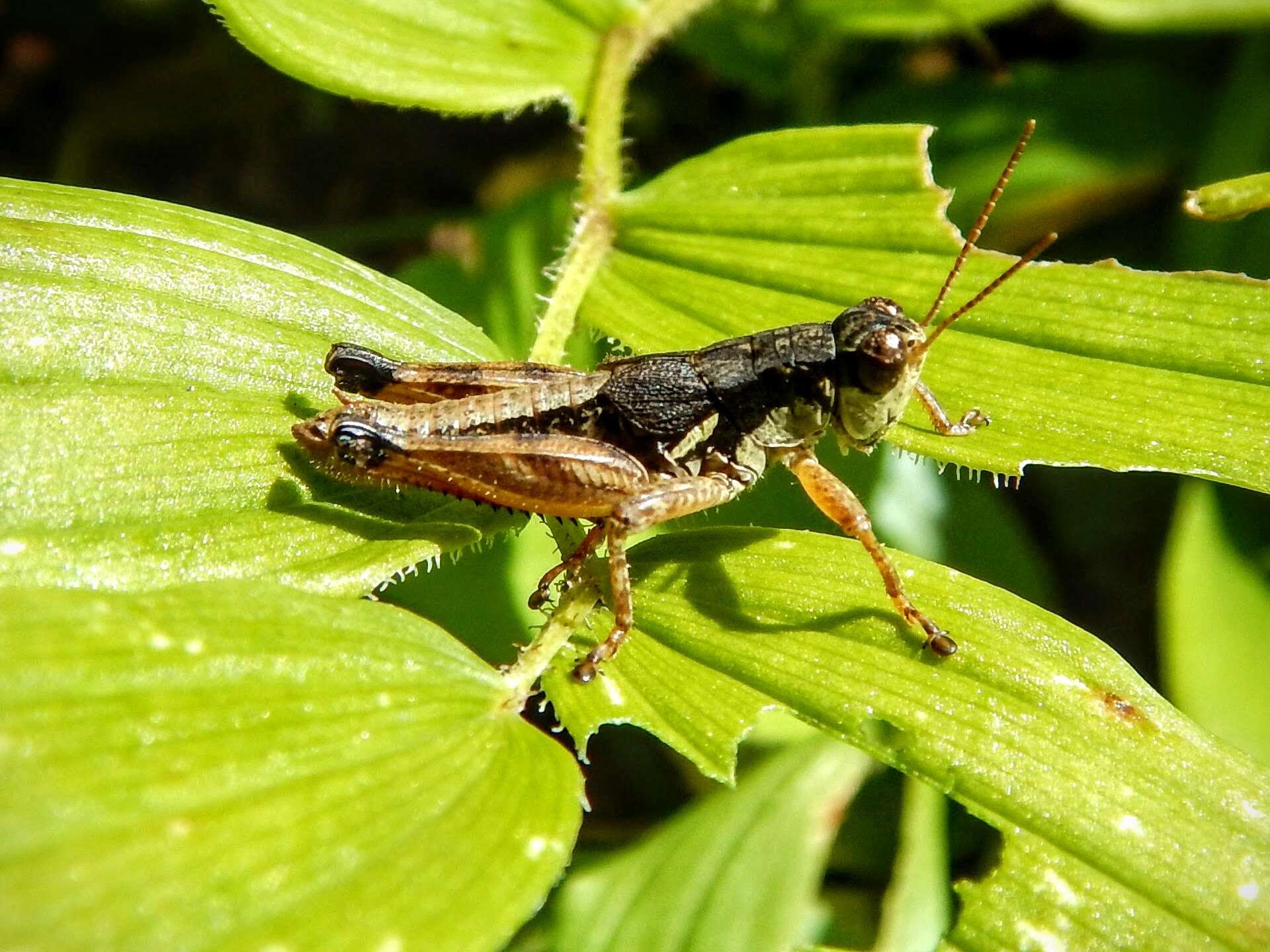 Melanoplus islandicus Blatchley 1898的圖片