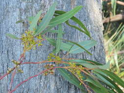 Eucalyptus radiata A. Cunn. ex DC. resmi