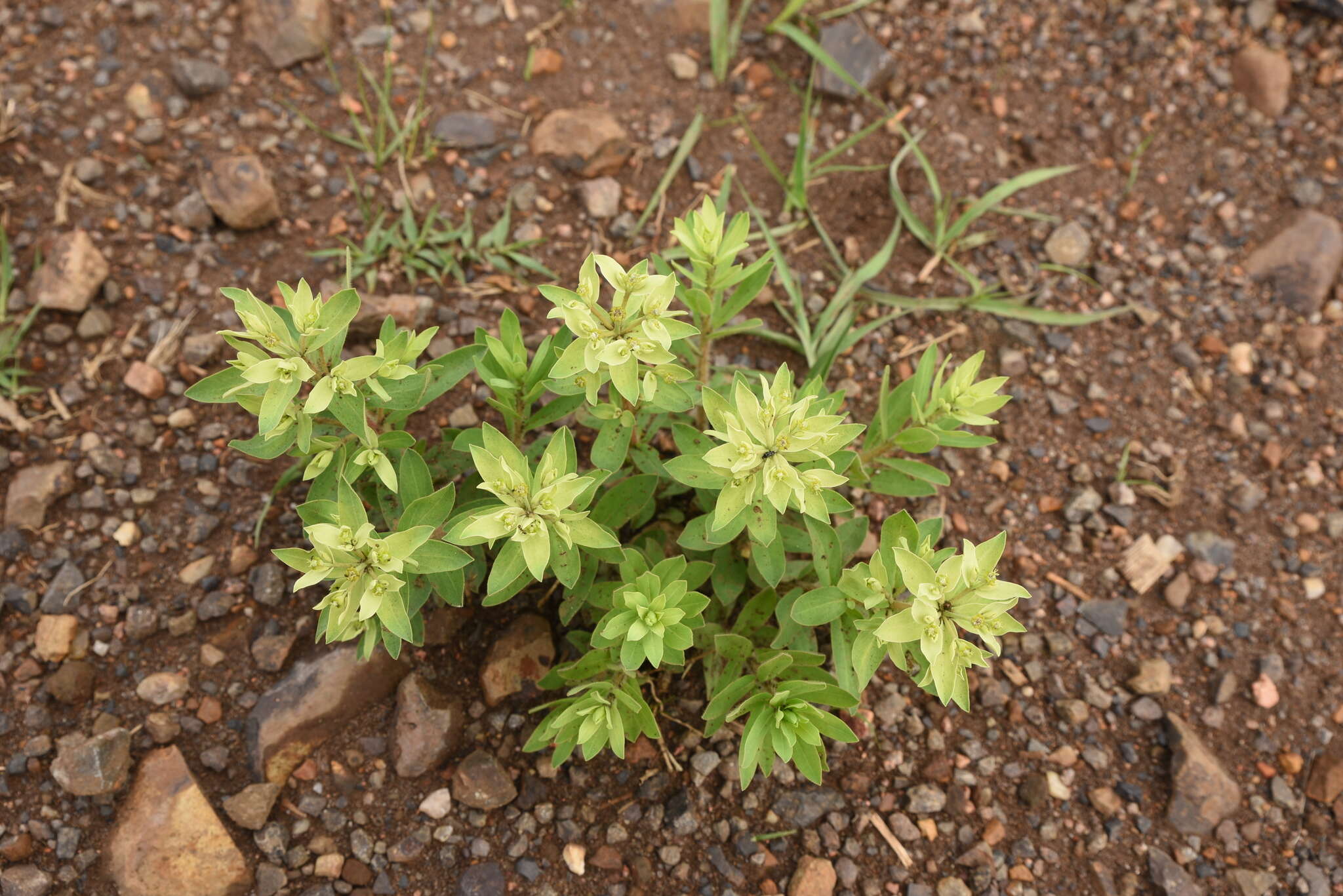 Image of Euphorbia papillosa A. St.-Hil.