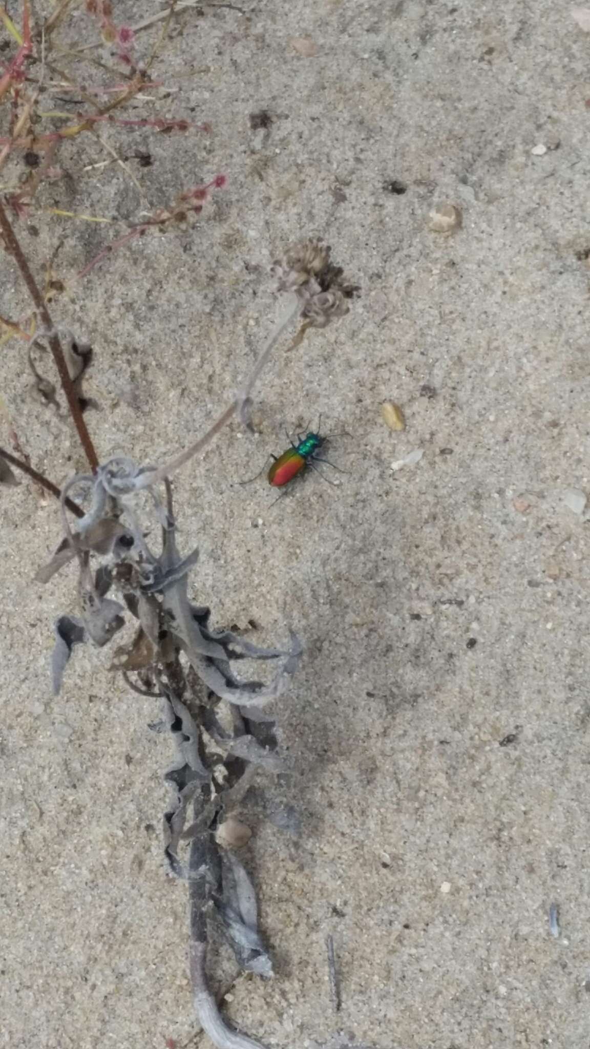 Image of Festive Tiger Beetle