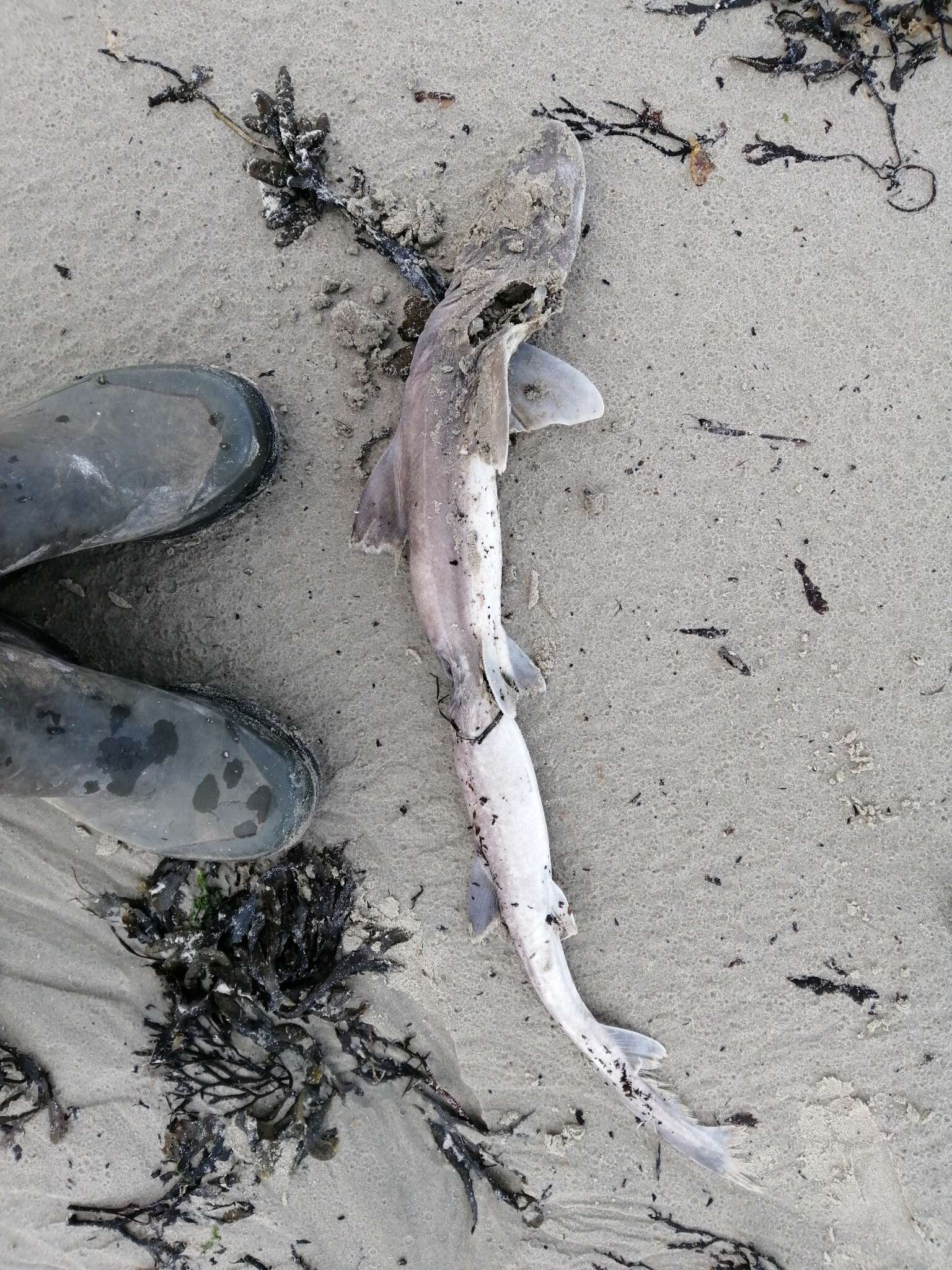 Image of Common Smoothhound