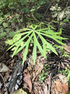 Plancia ëd Syneilesis aconitifolia (Bunge) Maxim.