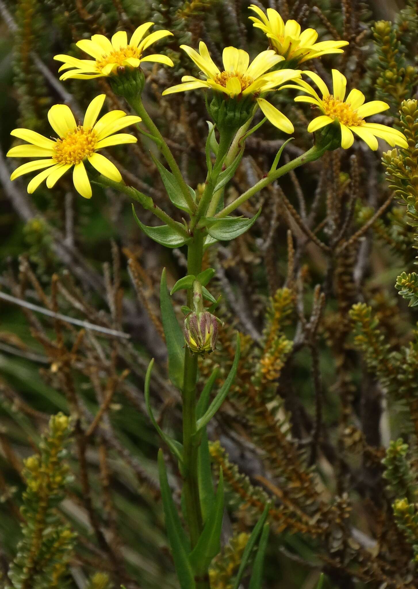 Image of Dolichoglottis lyallii (Hook. fil.) B. Nord.