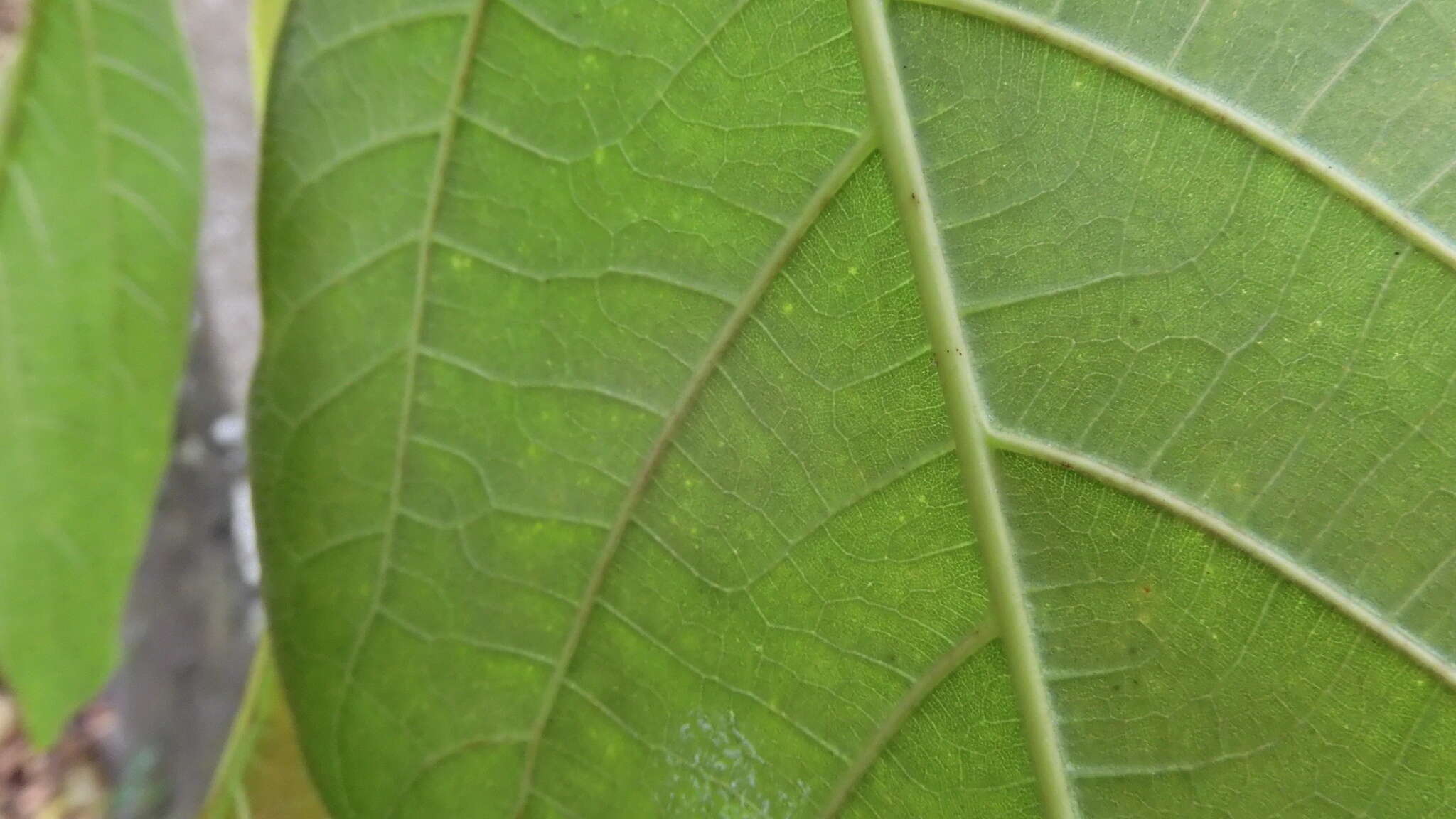 Image of Ficus variegata Bl.