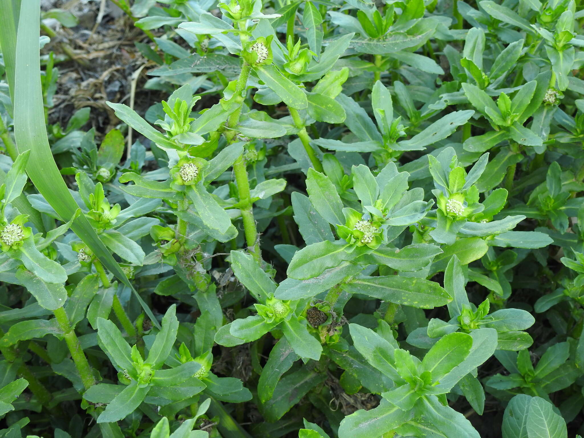 Image of swampwort