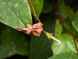 Image of Apios carnea (Wall.) Benth.