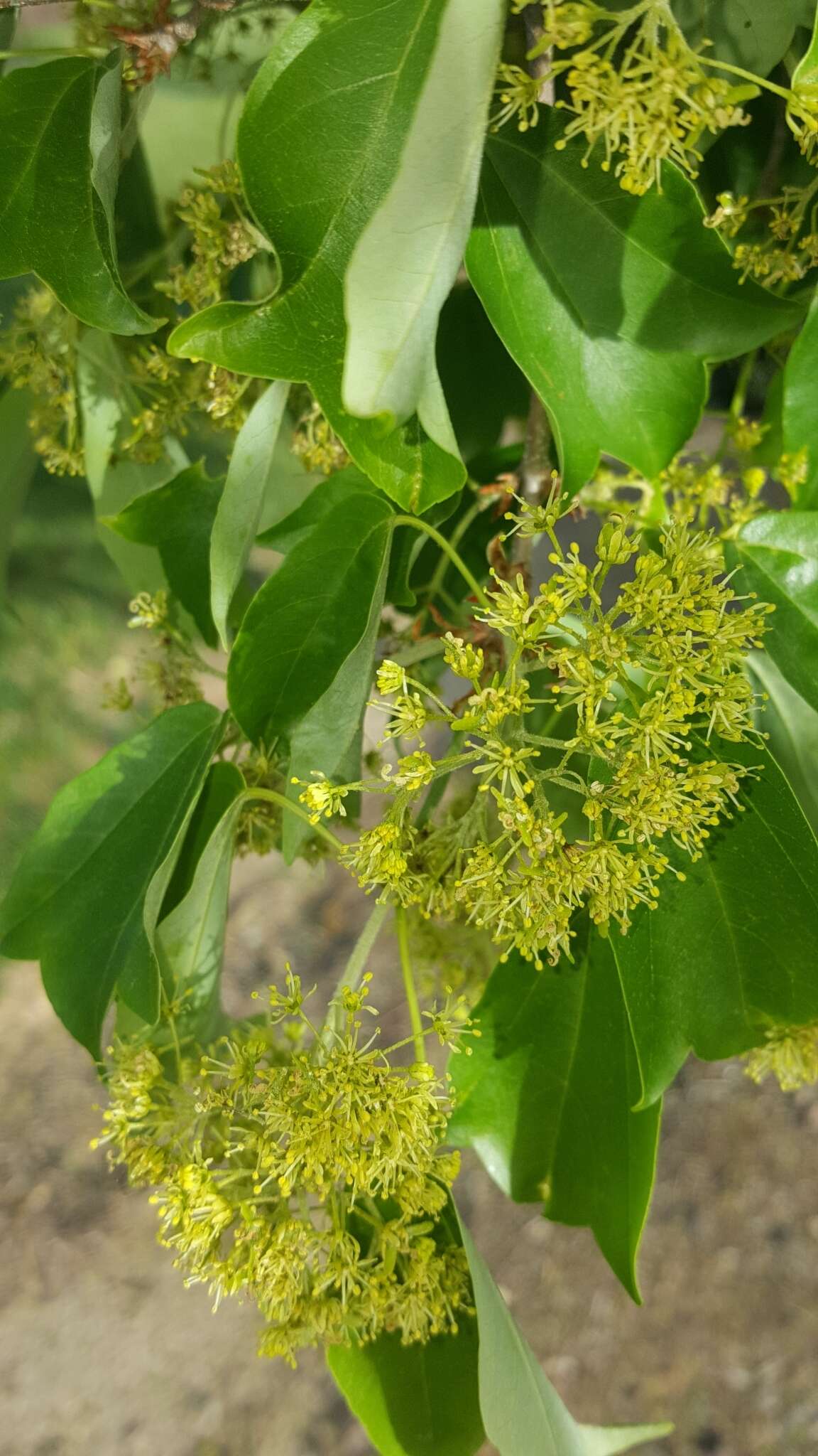 Image of three-toothed maple