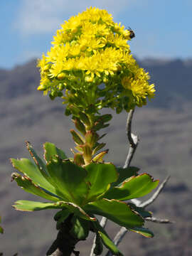 Image of Aeonium arboreum subsp. arboreum