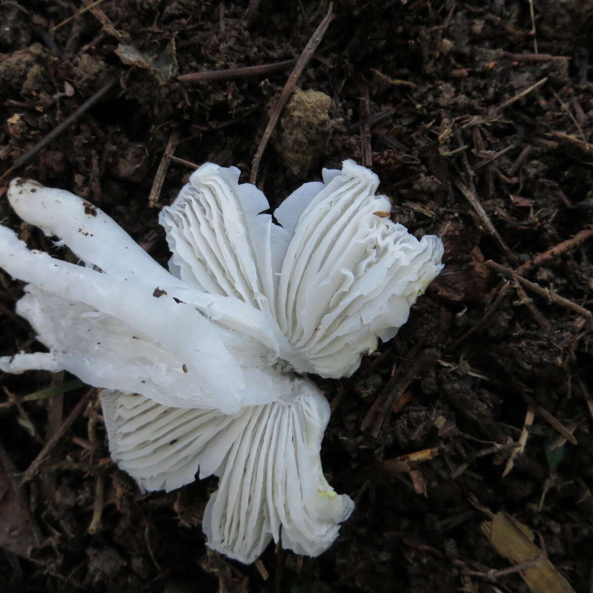 Image of Humidicutis mavis (G. Stev.) A. M. Young 2005