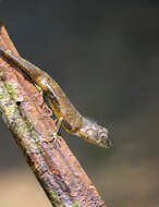 Plancia ëd Calotes liolepis Boulenger 1885