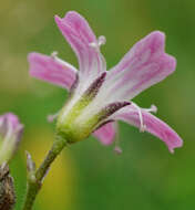 Image of garden baby's-breath