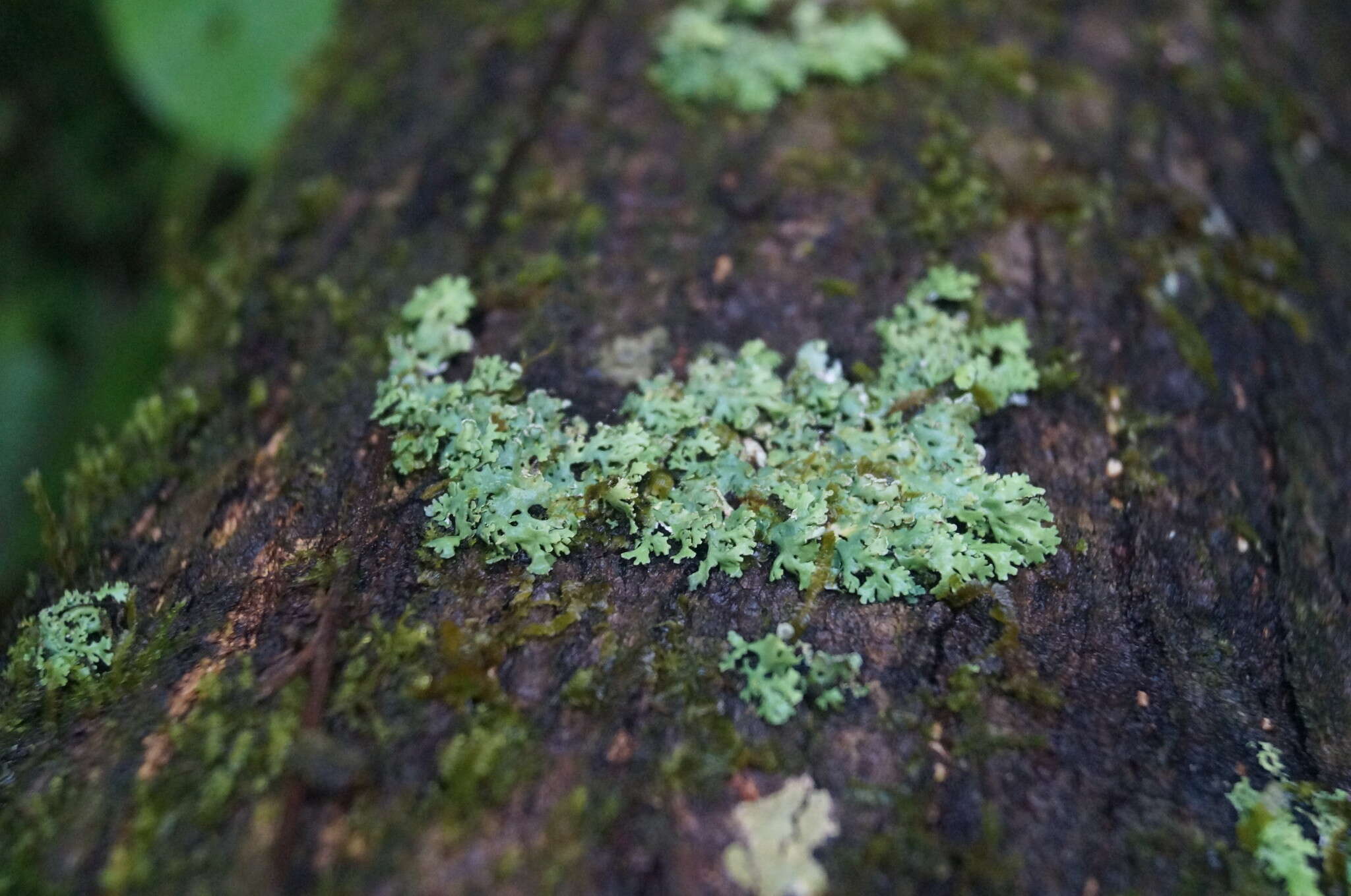 Image of Heterodermia japonica (M. Satô) Swinscow & Krog