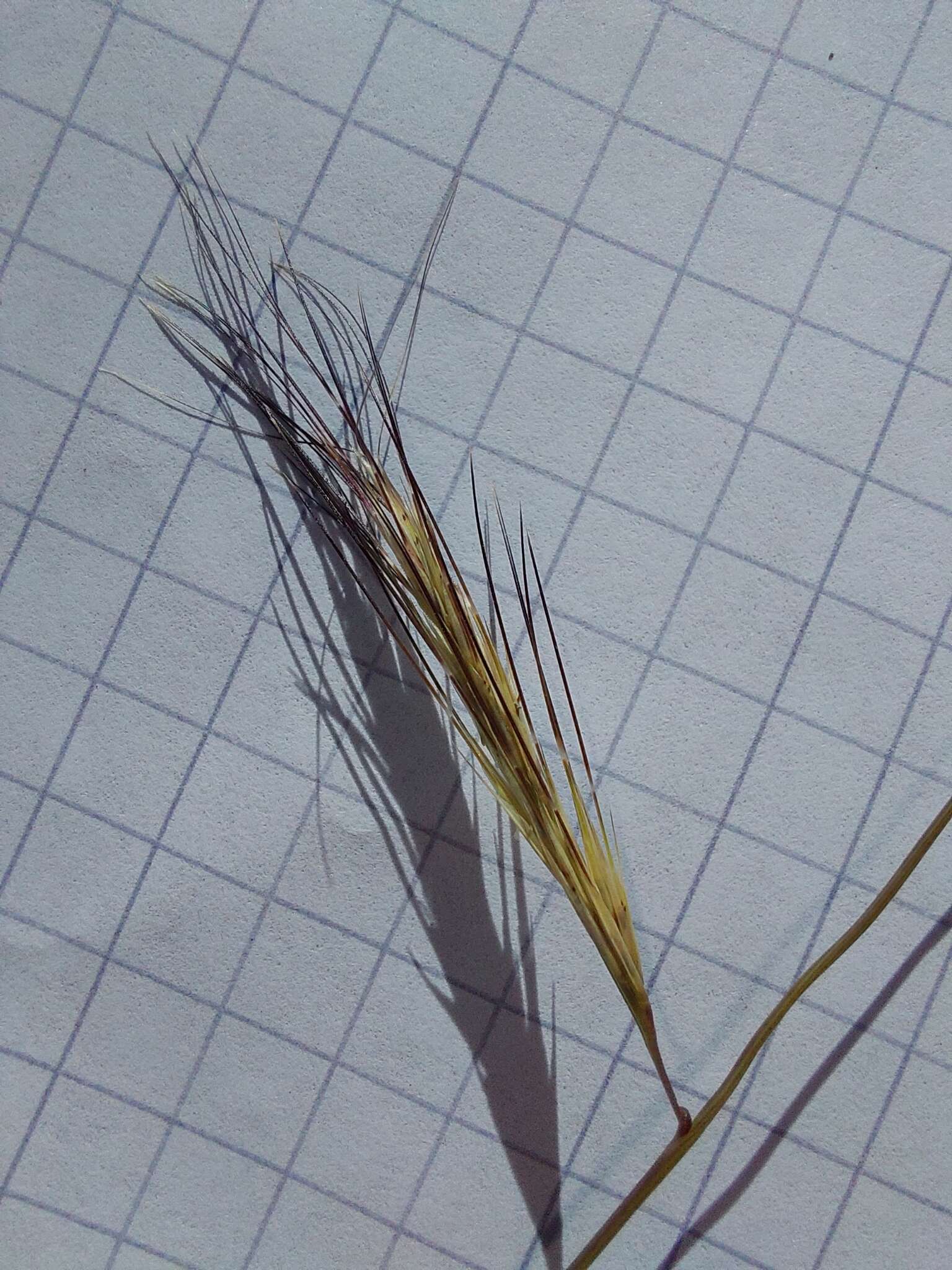 Image of Aristida barbicollis Trin. & Rupr.