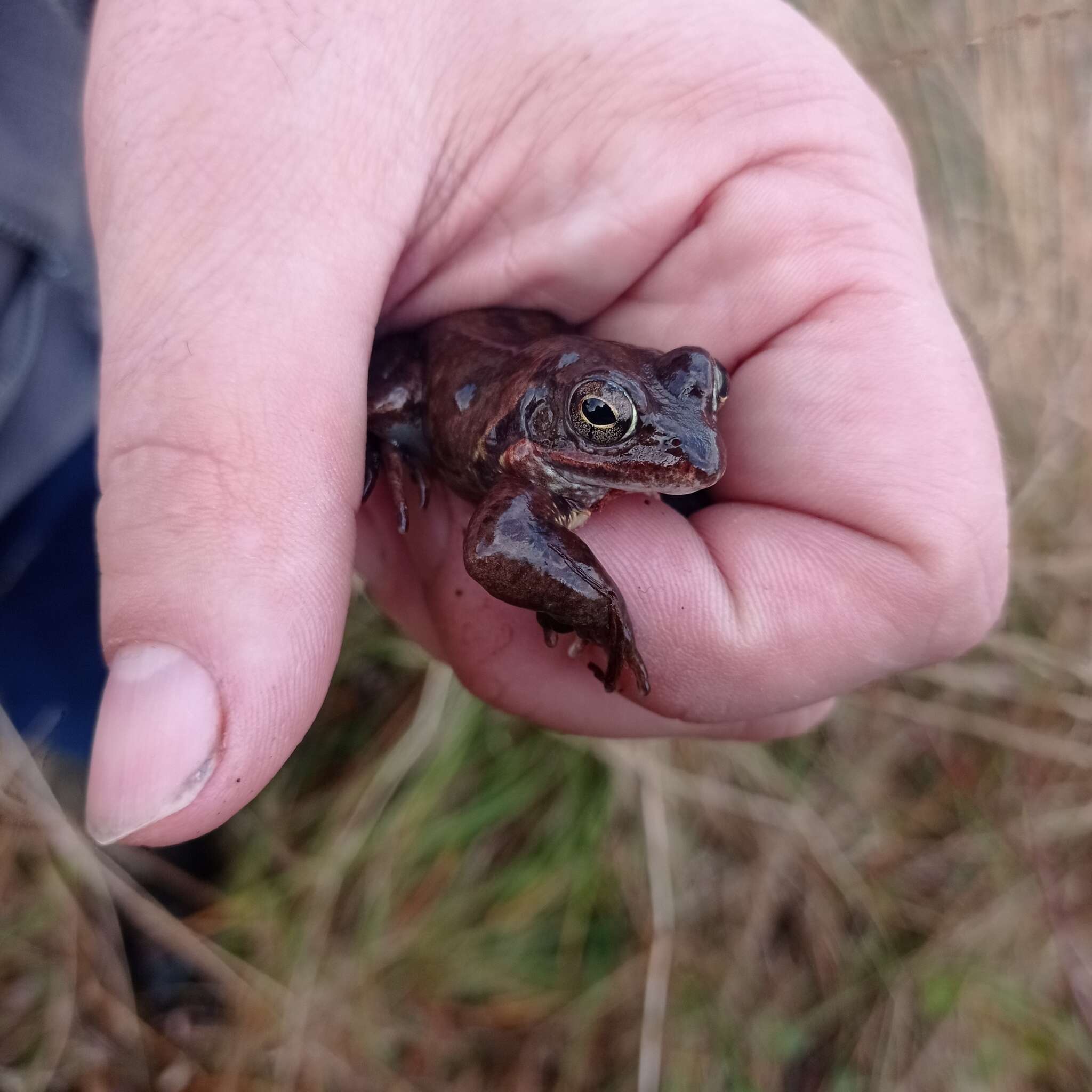 Image of Common frog