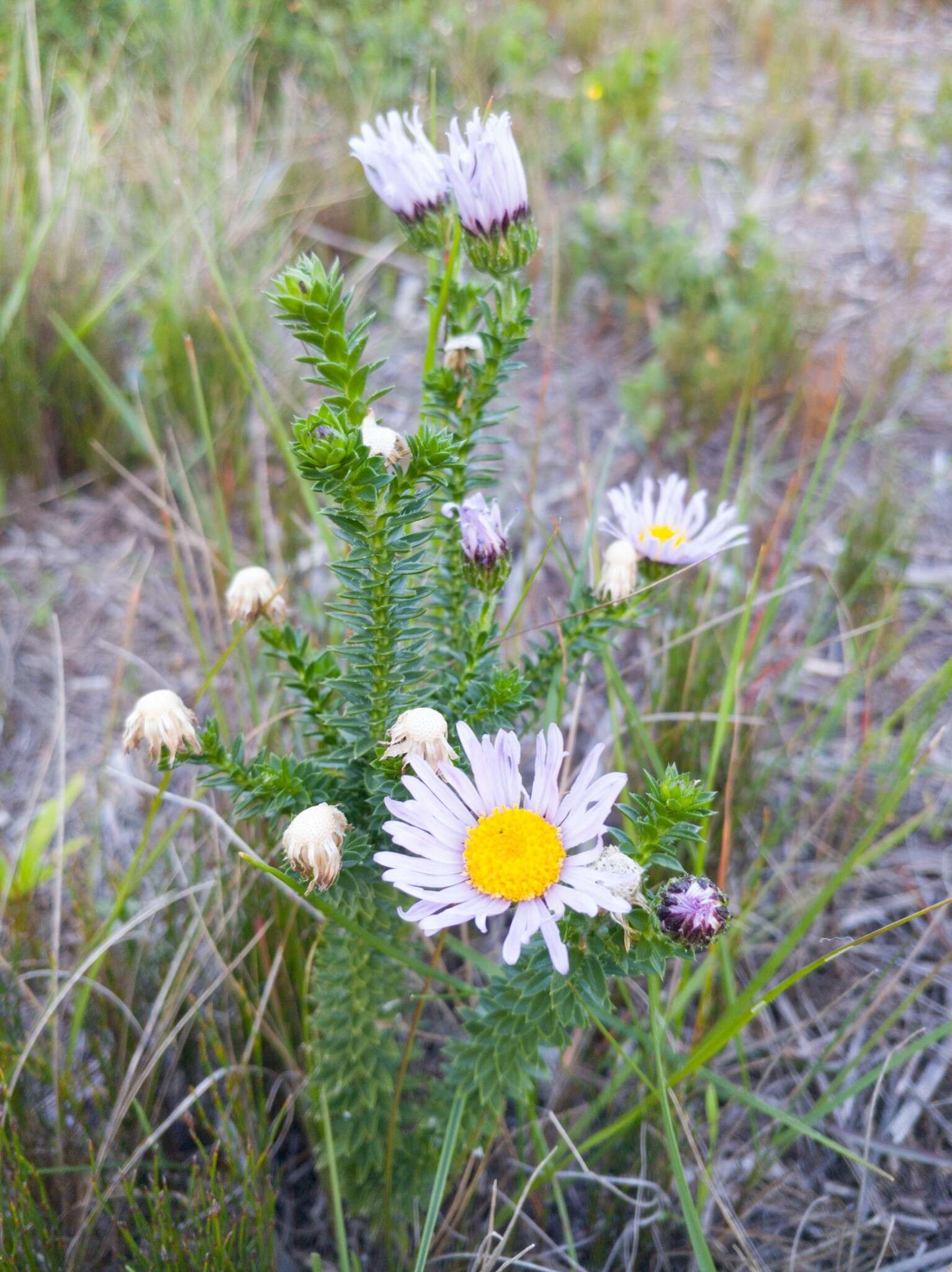 Image of Dune daisy