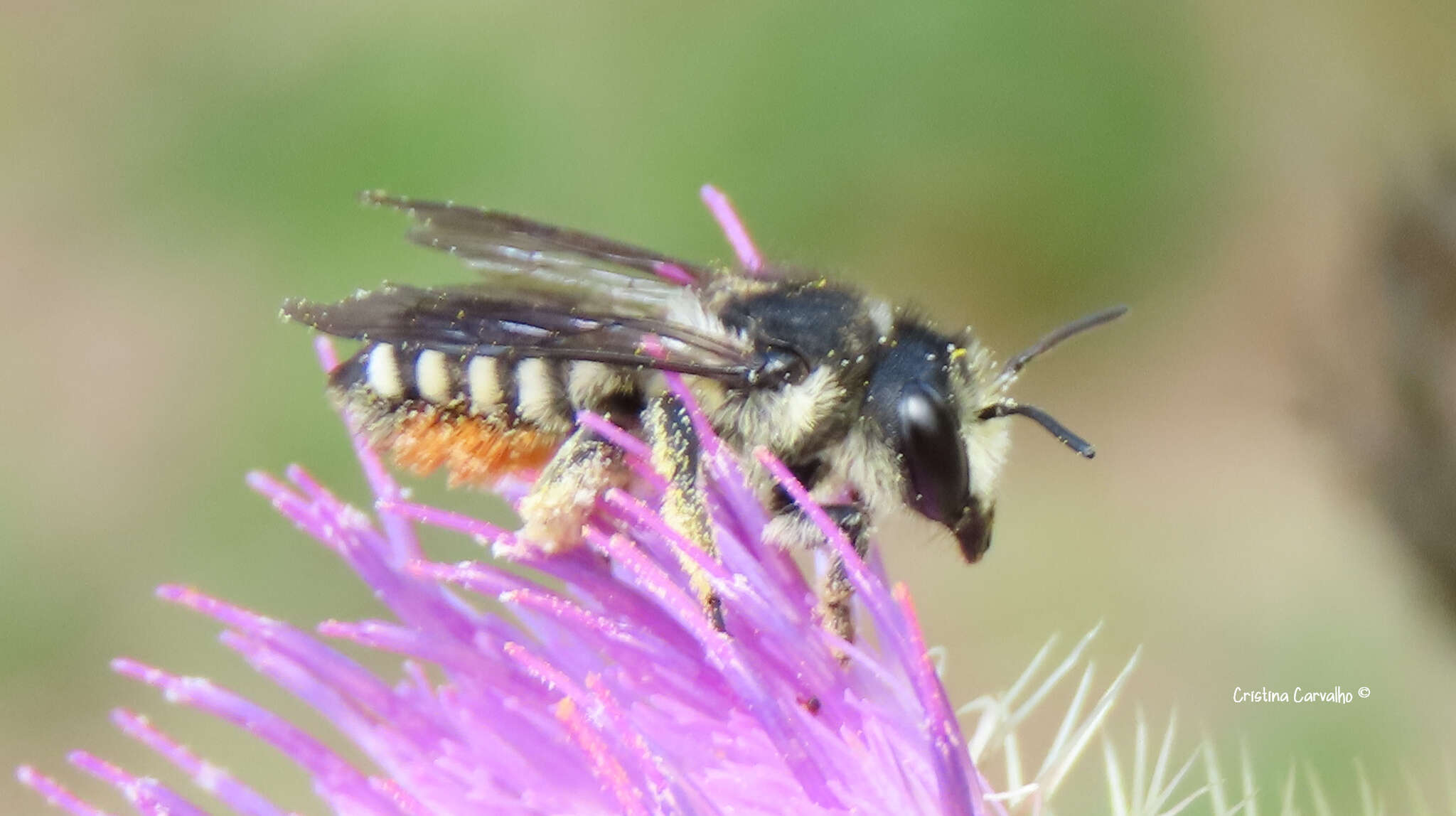 Image of Megachile octosignata Nylander 1852