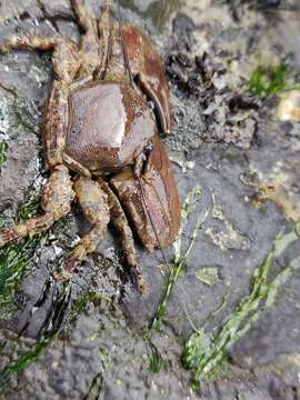 Image of flattop crab