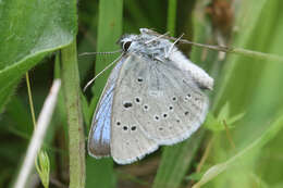 Image of Icaricia icarioides fenderi