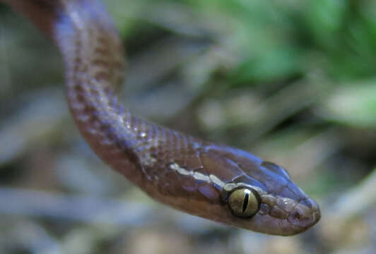 Image of Brown House Snake