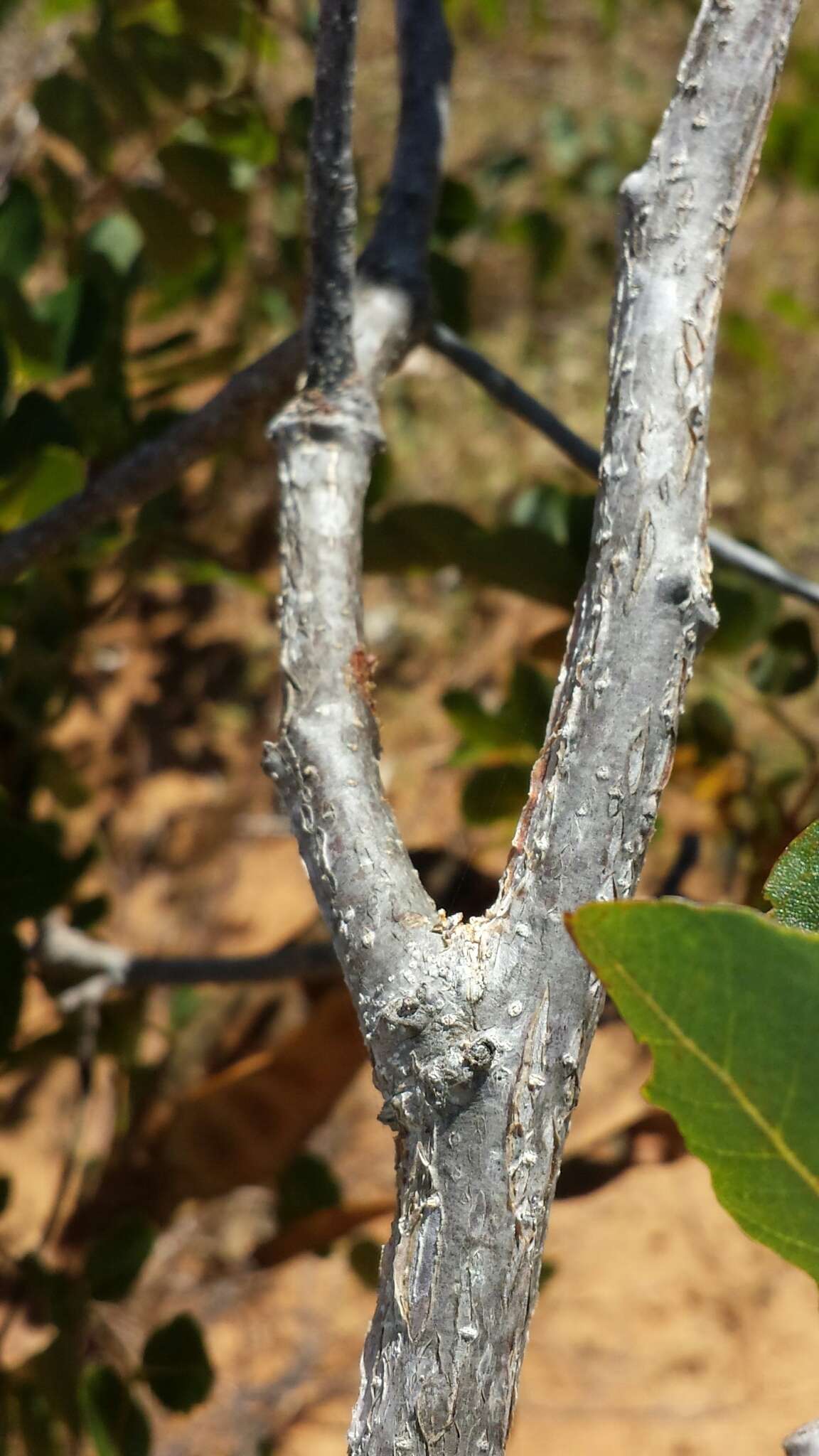 Imagem de Albizia boivinii E. Fourn.