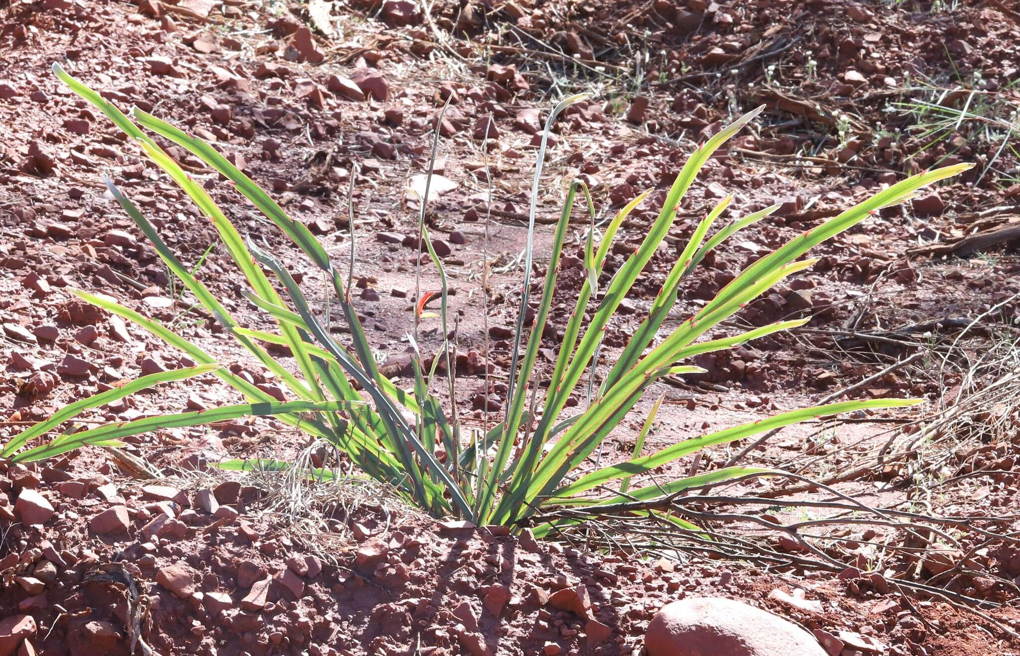 Image de <i>Leptosema aphyllum</i>