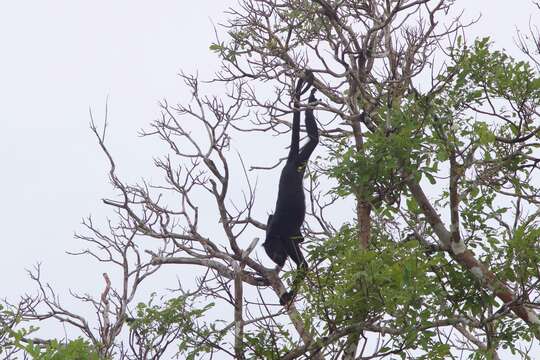 Image of Amazon Black Howler